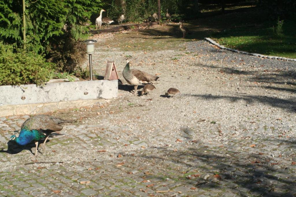 Hotel Tromcourt Couvin Zewnętrze zdjęcie